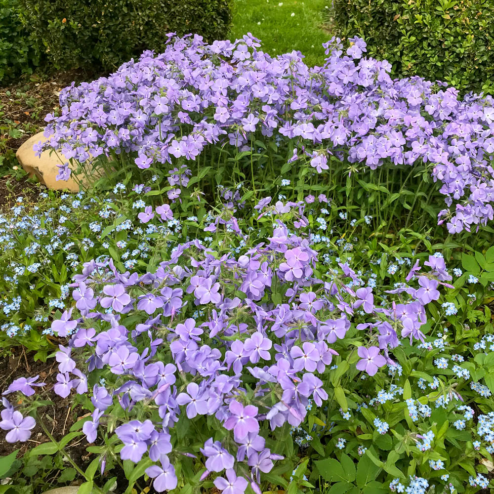 Wald Phlox 'Clouds of Perfume'
