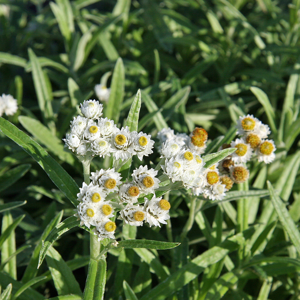 Perlkörbchen