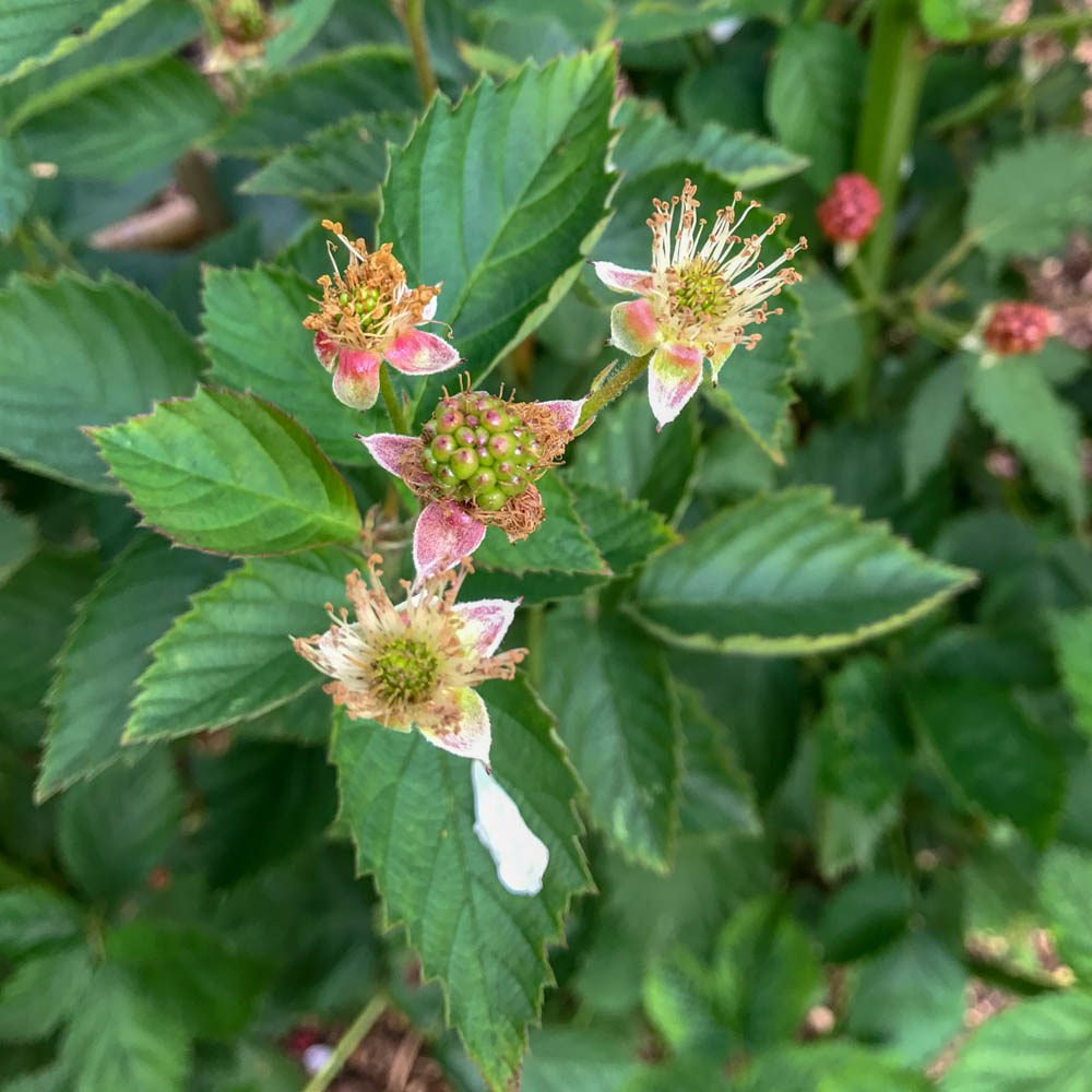 Brombeere 'Navaho'