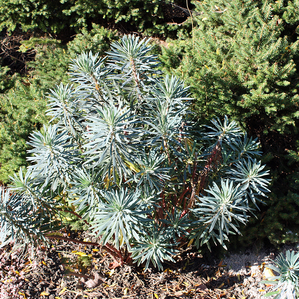 Mittelmeerwolfsmilch, Wolfsmilch, Euphorbia