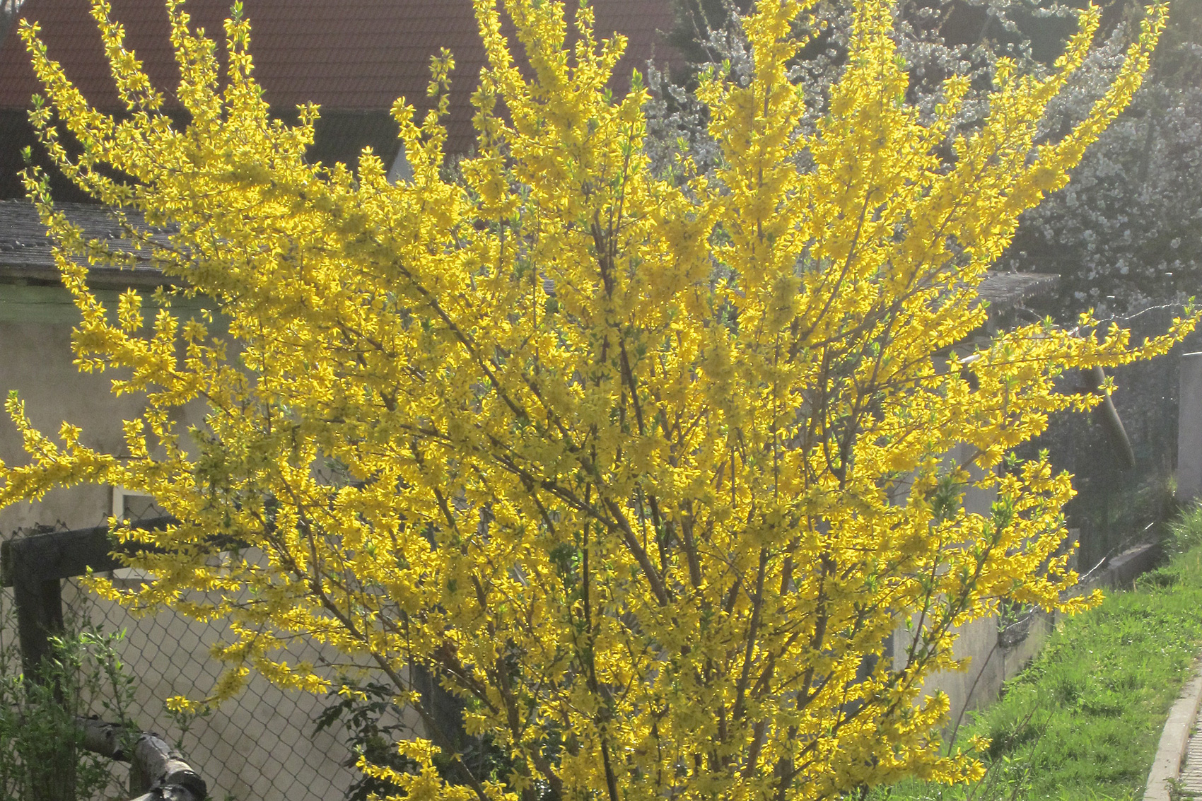 Forsythien im Garten