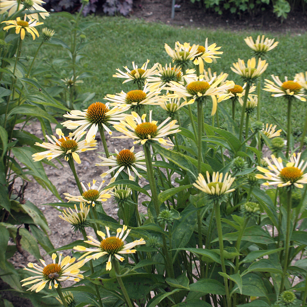 Sonnenhut Sunrise, Echinacea