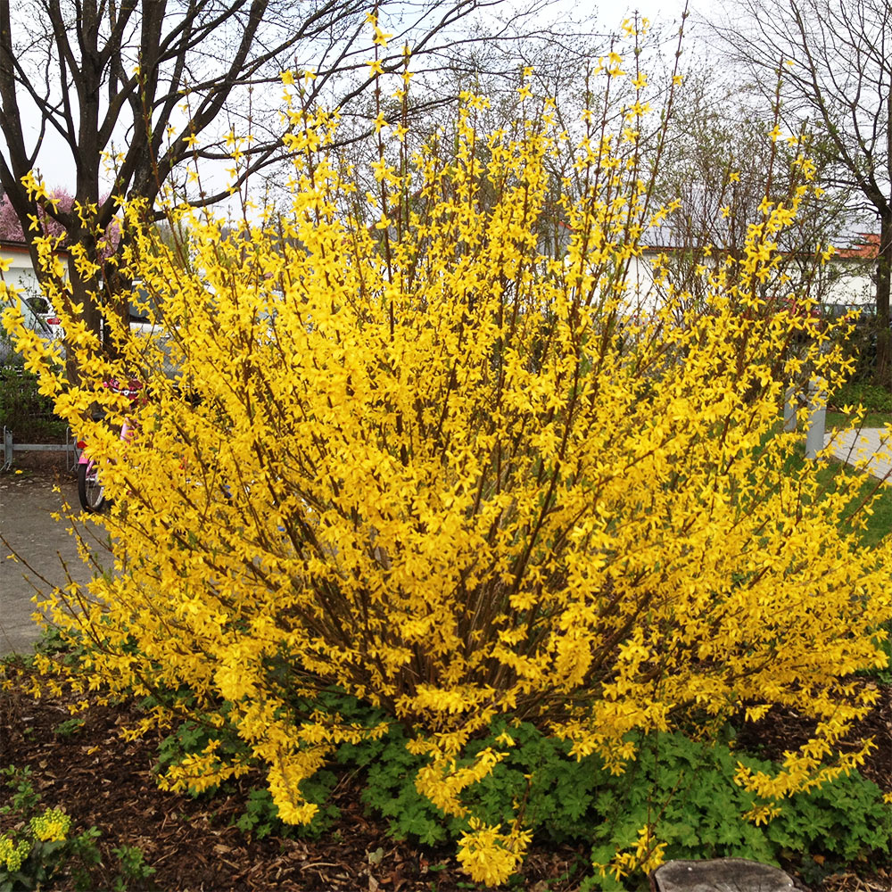 Goldglöckchen 'Lynwood'