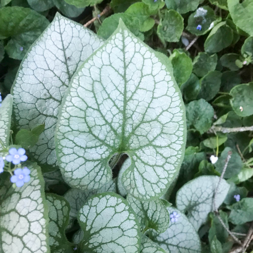 Kaukasus Vergissmeinnicht 'Jack Frost' ®