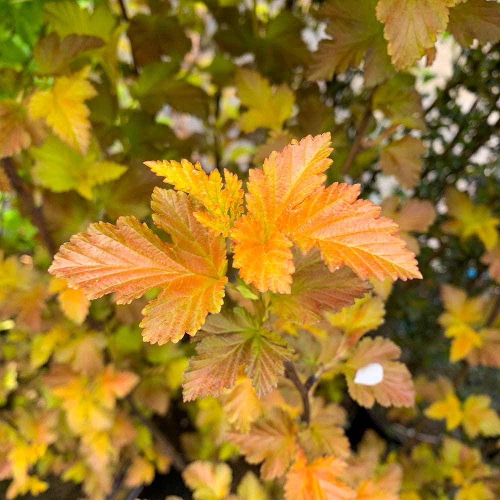 Blasenspiere 'Amber Jubilee' ®