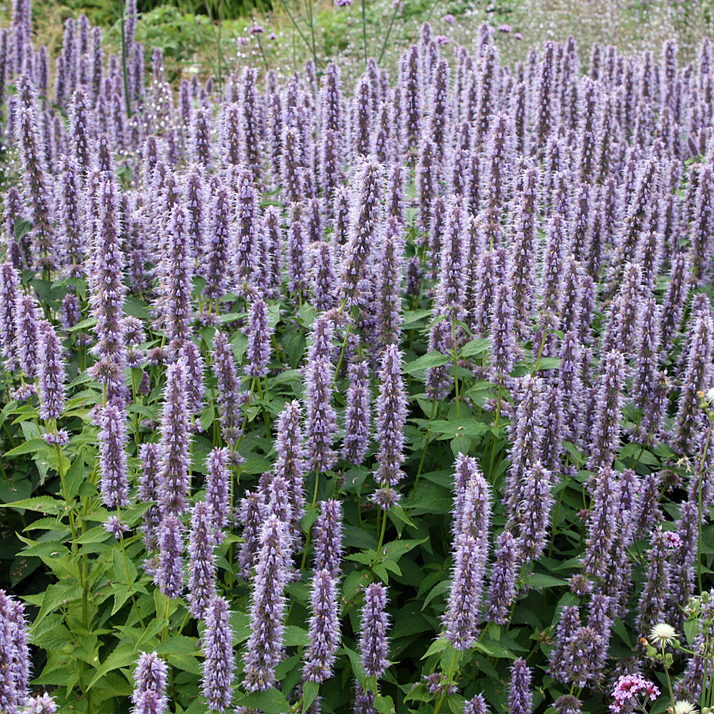 Duftnessel Blue Fortune, Duftpflanze