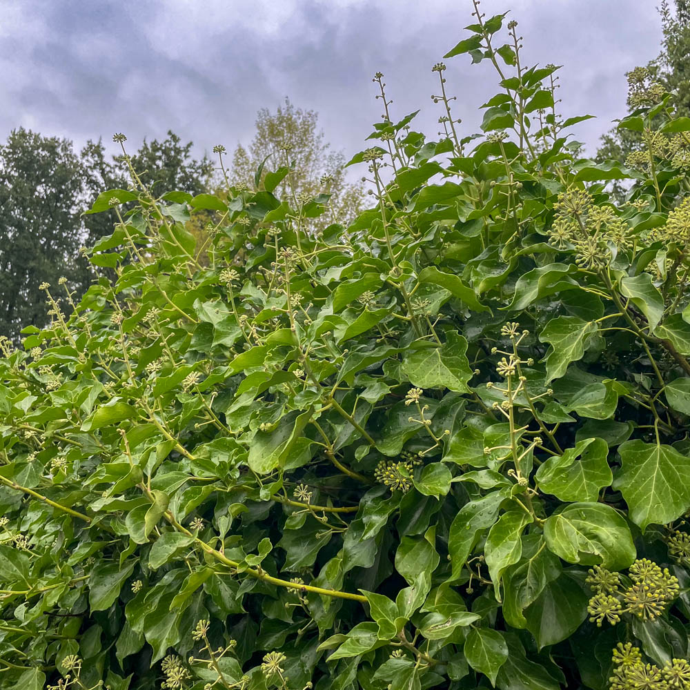 Strauch Efeu, Hedera, kleinwüchsig