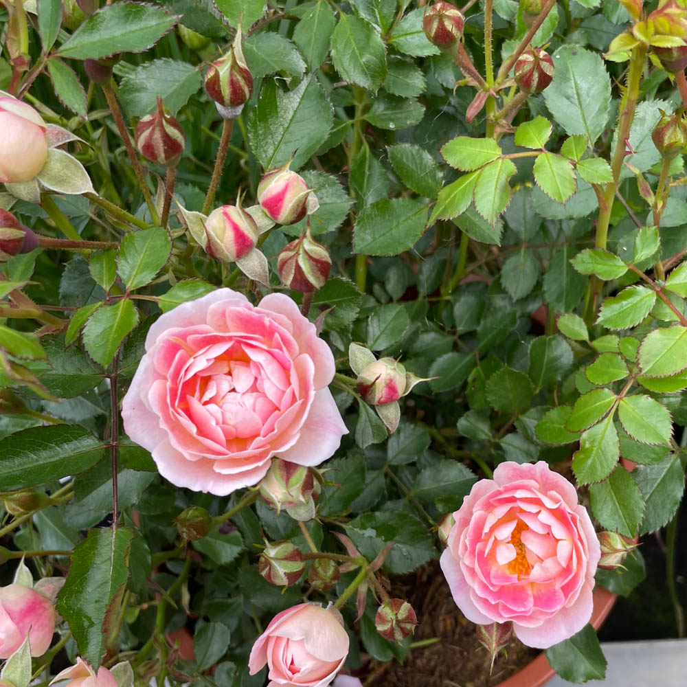 Bodendeckerrose 'Flirt 2011'