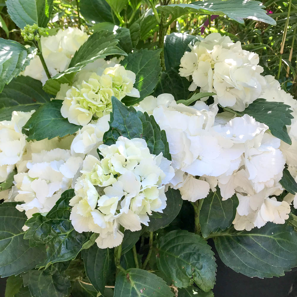 Bauernhortensie Schneeball, Hortensie, Hyrangea, Blütengehölz