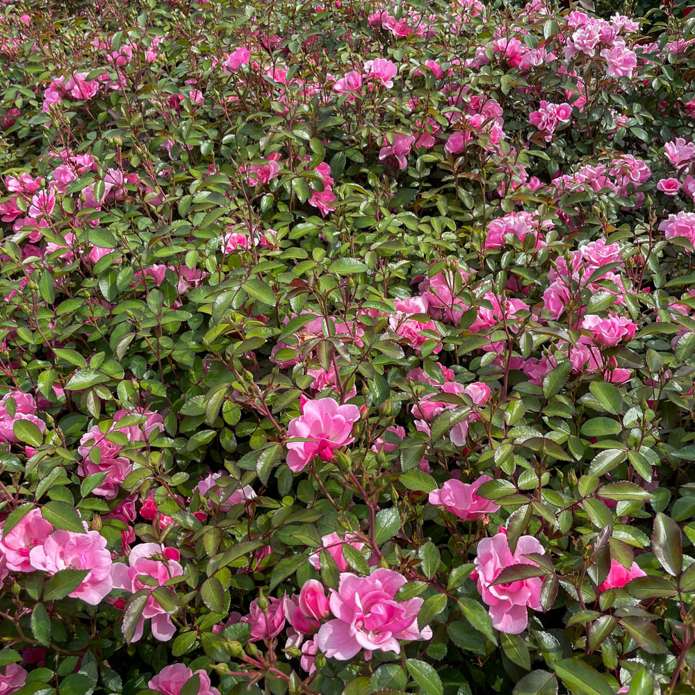 Bodendeckerrose 'Schöne Dortmunderin' ®