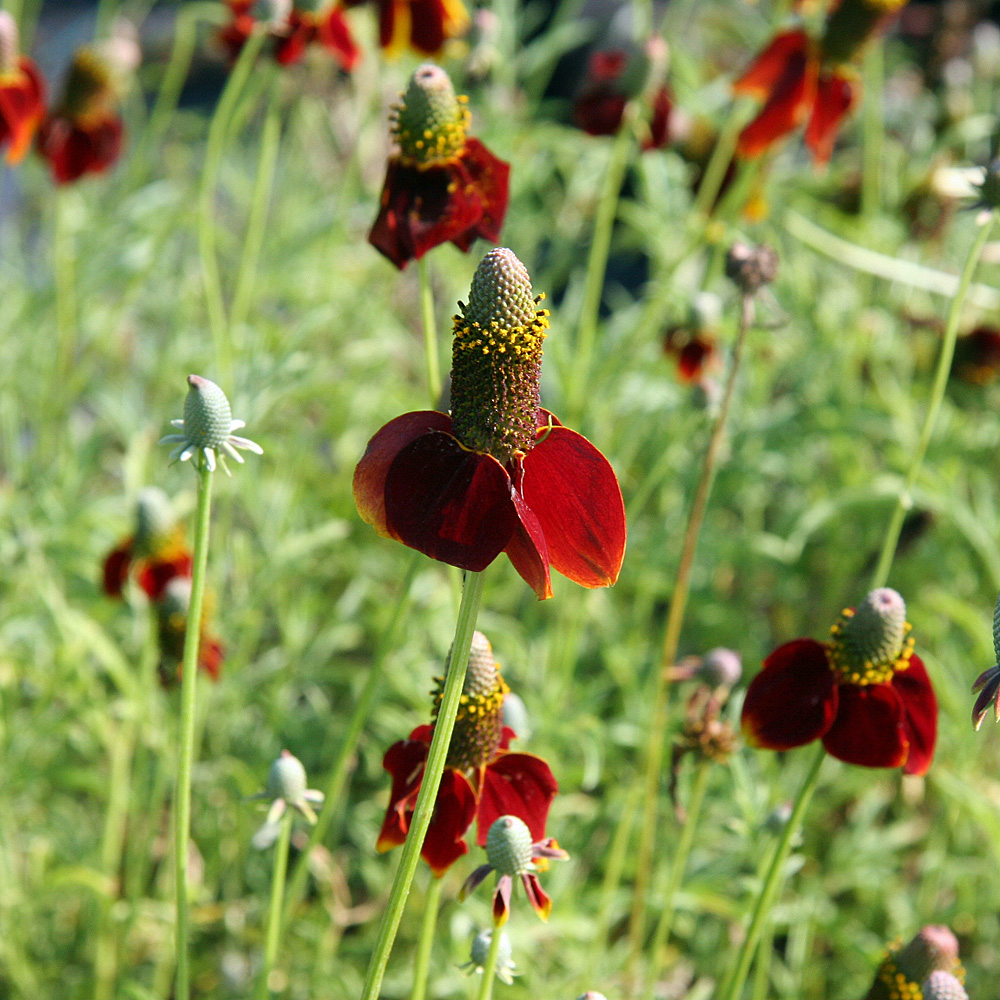 Präriezapfenblume, Ratibida, Blütenstaude