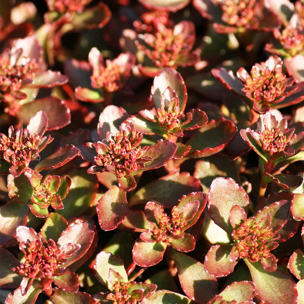 Teppichsedum 'Purpurteppich'