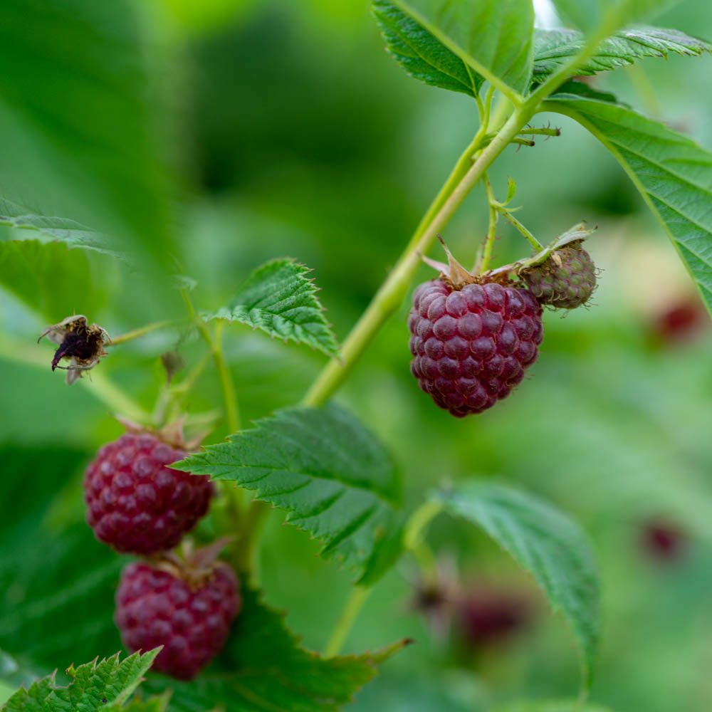 Herbsthimbeere `Autumn Bliss´®