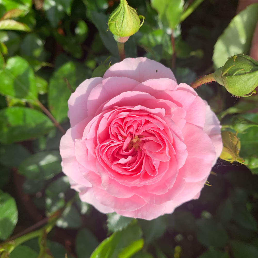 Bodendeckerrose 'Larissa' ®