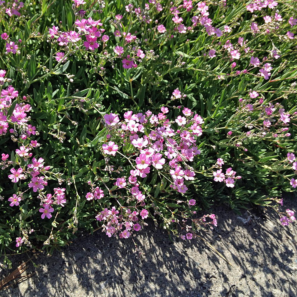 Zwerg Schleierkraut Rosea, Bodendecker