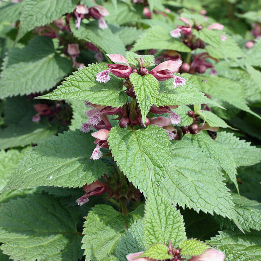 Nesselkönig, Lamium, Bienenweide