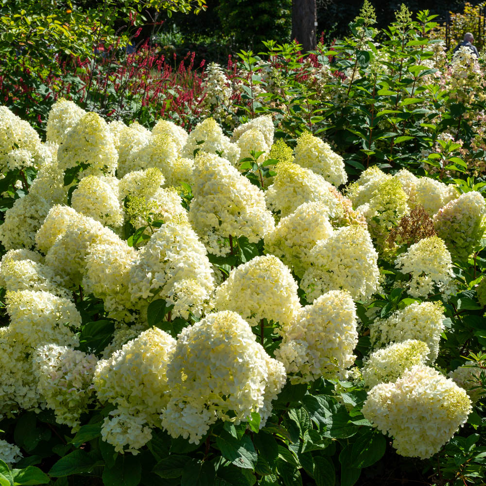 Zwergrispenhortensie 'Little Spooky' ®