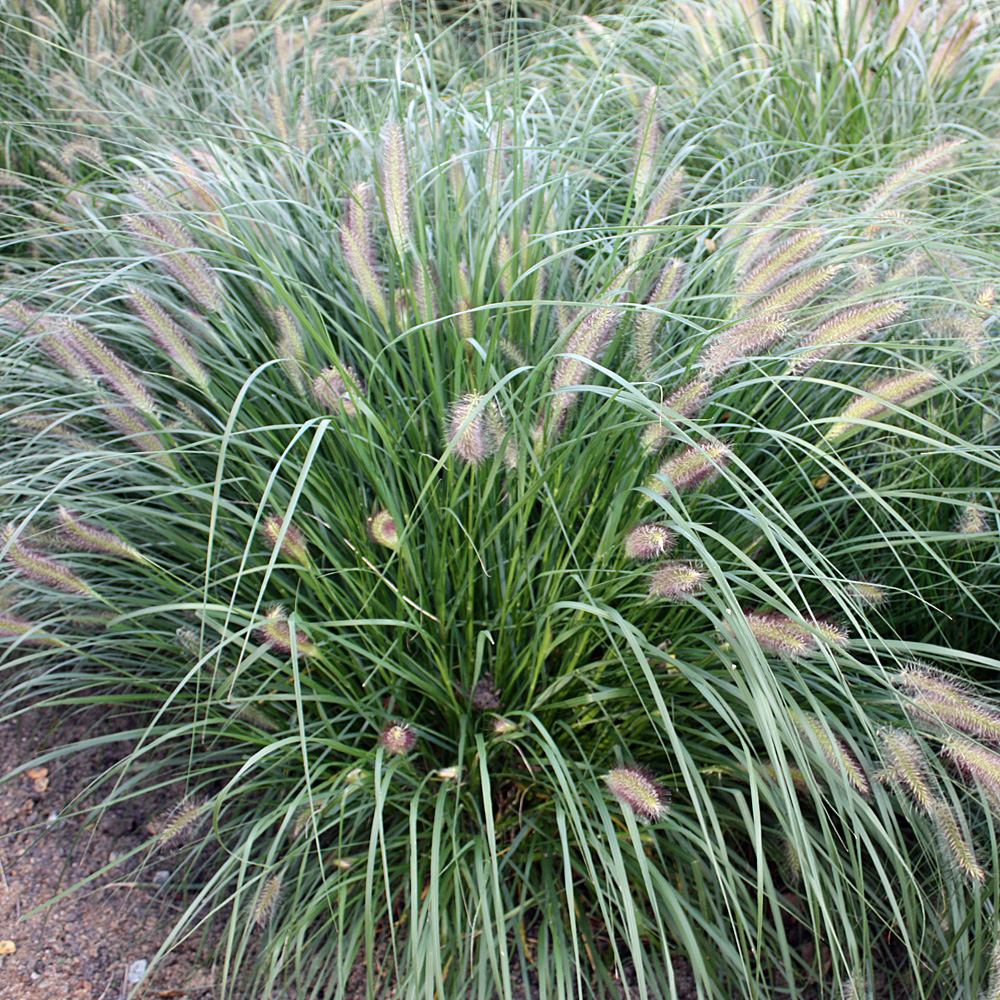 Lampenputzergras Japonicum, Federborstengras, Ziergras mit feinem Laub