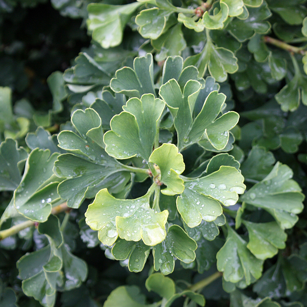 Ginkgo Mariken als Stämmchen