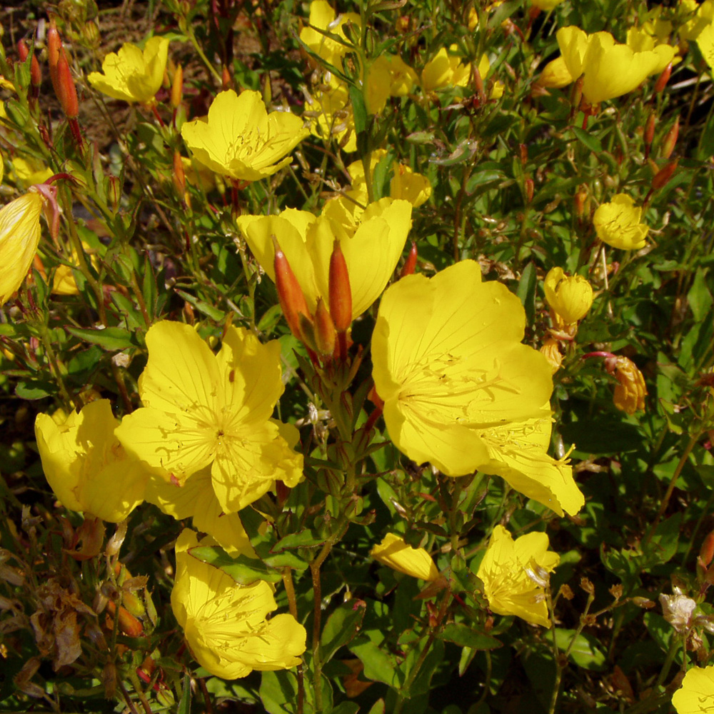 Kokardenblume Bremen, Beetstaude, Blütenpflanze