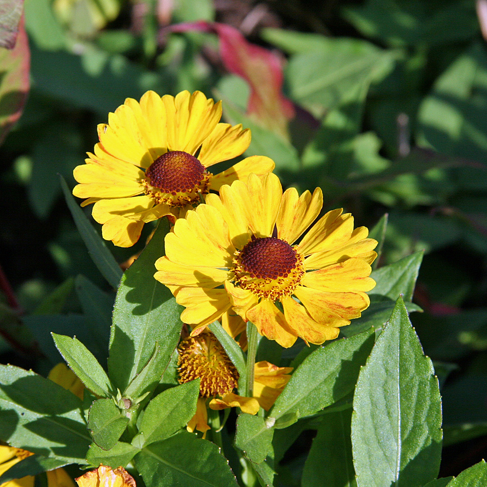 Sonnenbraut Goldrausch, Helenium, Prachtstaude