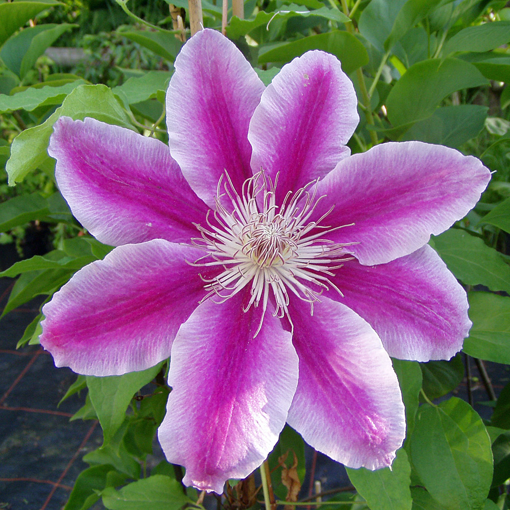 Clematis Dr Rupple, Waldrebe, Kletterpflanze, Blütenpflanze