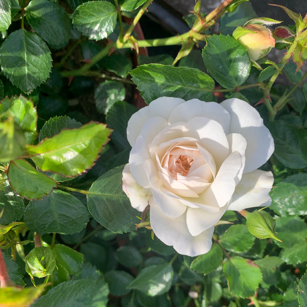 Bodendeckerrose 'Kastelruther Spatzen'