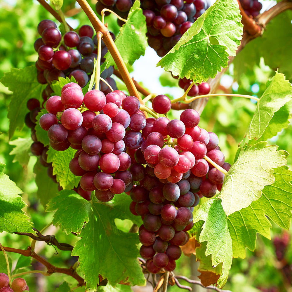 Weinrebe 'Vanessa'