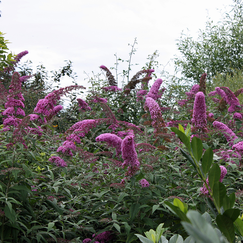 Sommerflieder Pink Delight, Buddleja, Bienenweide, 
