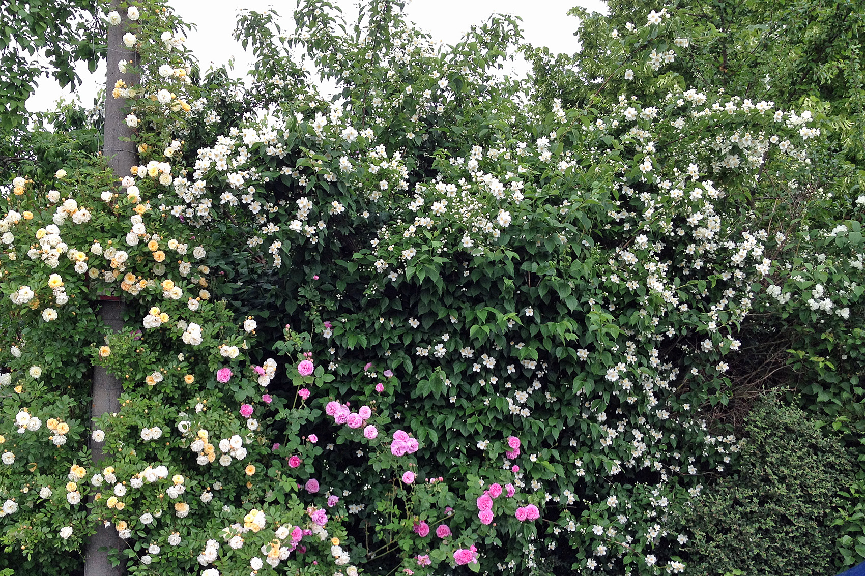 Blütenhecke oder Sträucherhecke anlegen