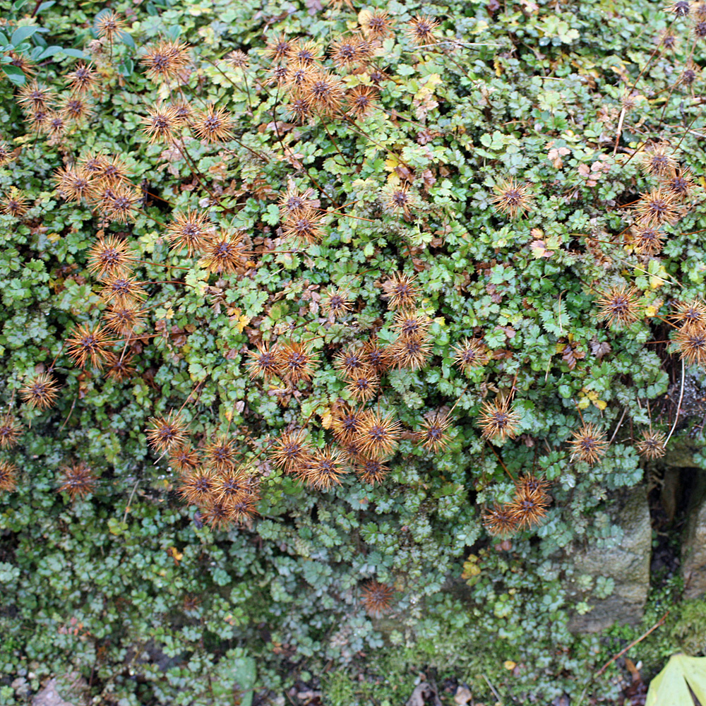 Stachelnüsschen, Bodendecker, Fruchtschmuck