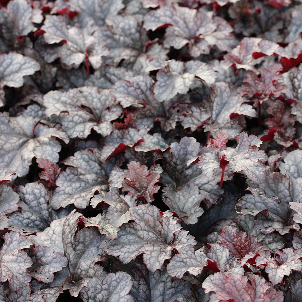 Purpurglöckchen Plum Pudding, Heuchera, Blattschmuck