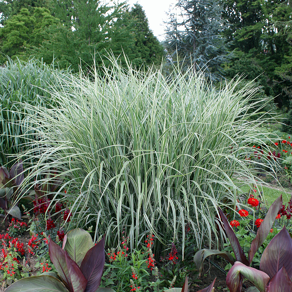 Gestreiftes Chinaschilf, tolle Blattfärbung