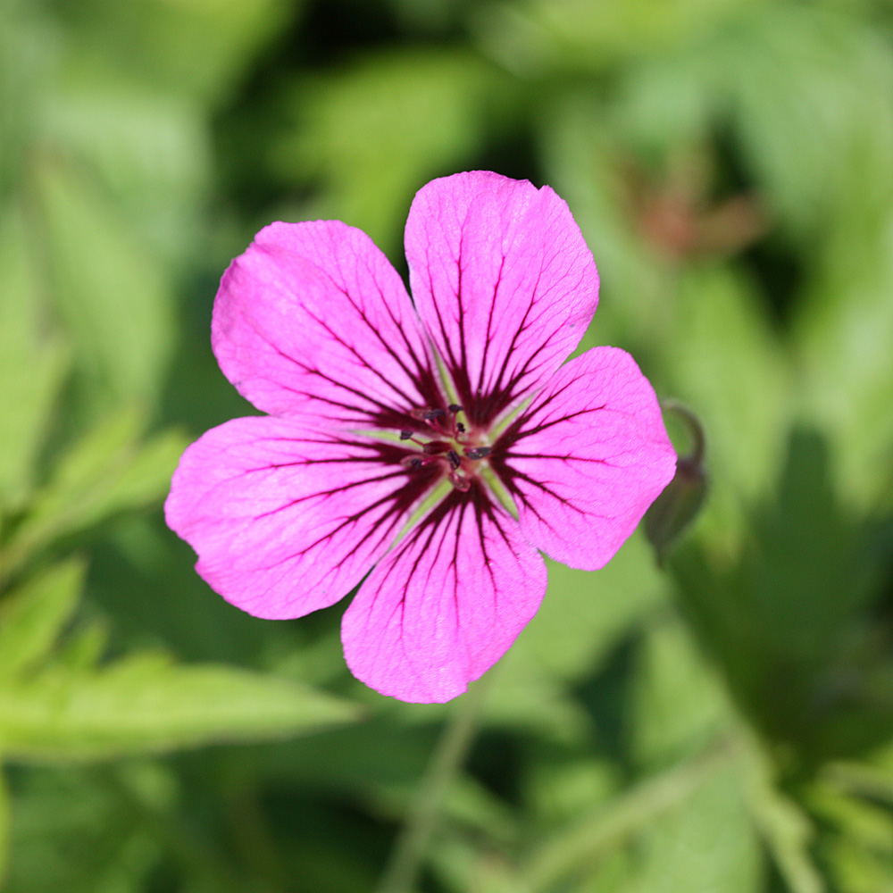Armenischer Storchschnabel Patricia, Geranium, Bodendecker