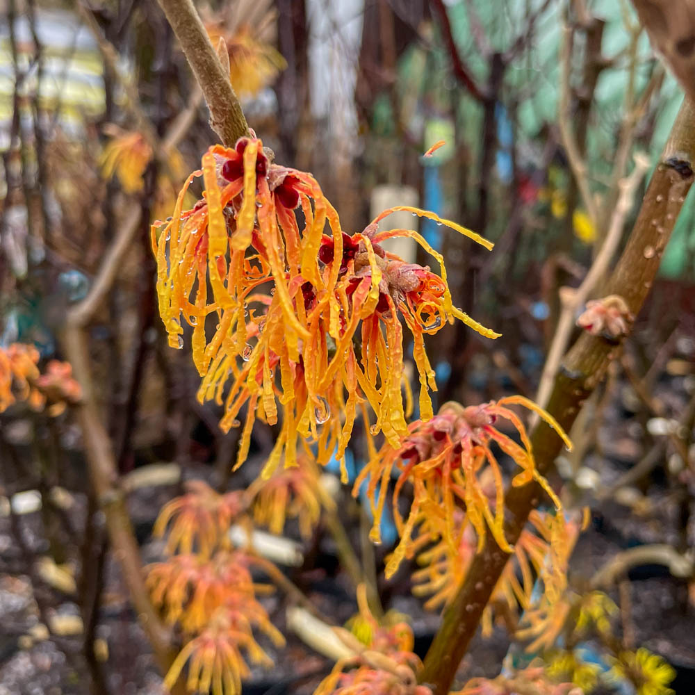 Zaubernuss 'Aurora'