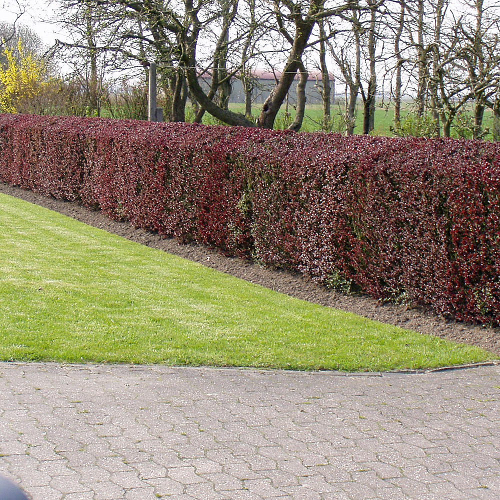 Berberitze, Heckenberberitze, Berberis, Vogelschutzpflanze