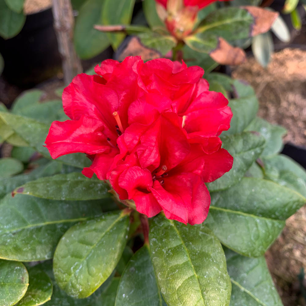 Rhododendron 'Scarlet Wonder'
