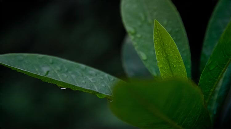 Native Plants Newsletter